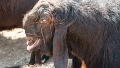 Damascus Goat