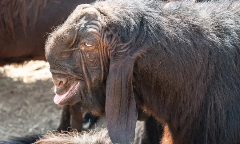 Damascus Goat